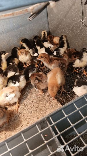 Цыплята суточные несушки