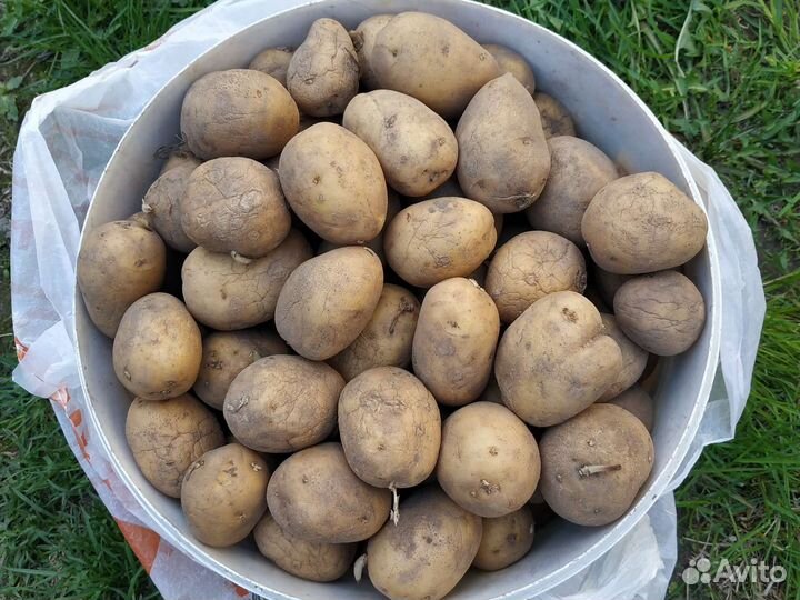Семенной картофель
