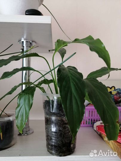 Спатифиллум