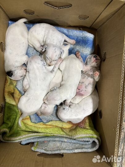 Далматинец