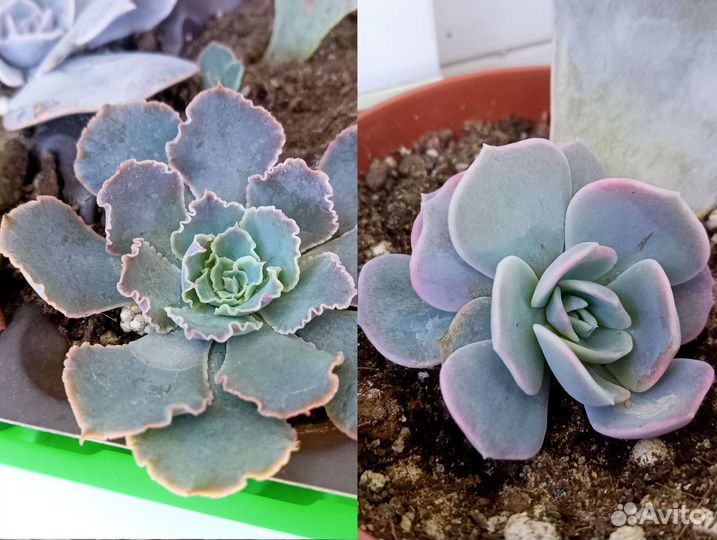 Набор суккулентов седумы, крассулы, эчеверии 15 шт