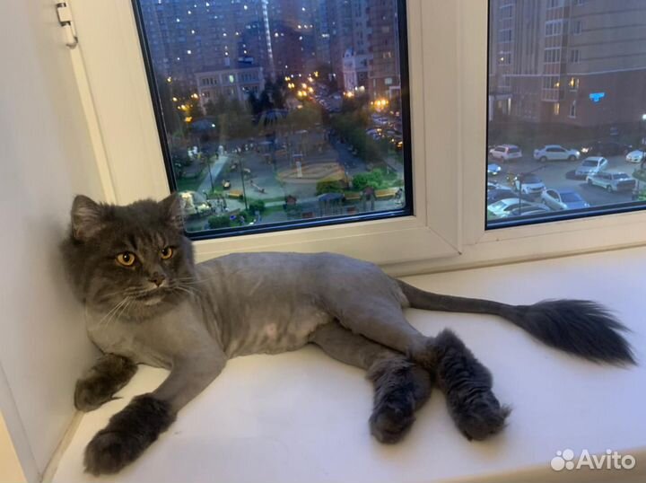 Стрижка, экспресс-линька кошек и котов. Выезд