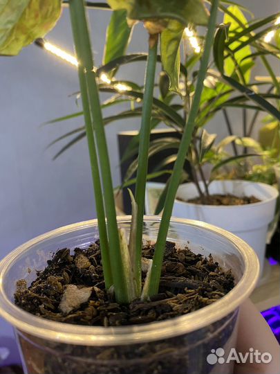 Сингониум милк конфетти