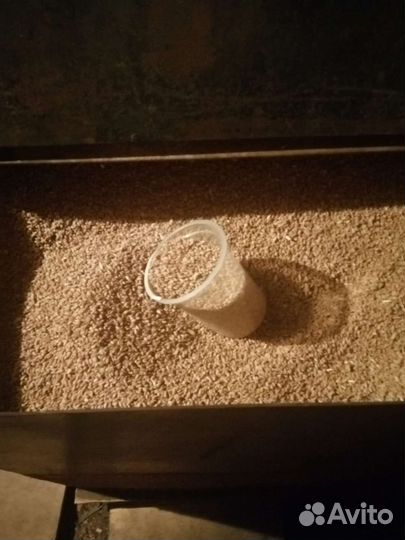 Зерно, урожай 22года. Сухое