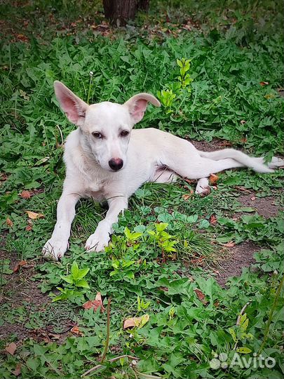 Щенок в добрые руки