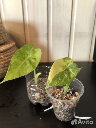 Алоказия гагеана вариегатная