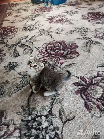 Шотландский вислоухий котёнок