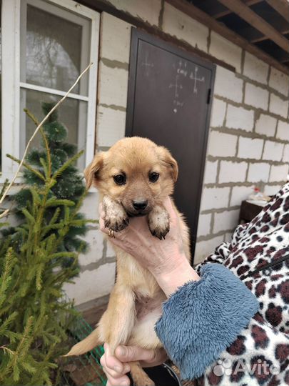 Собака в добрые руки отдам бесплатно