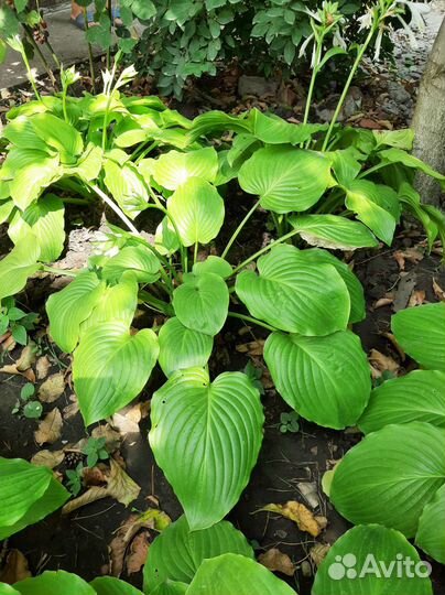 Хоста большой куст