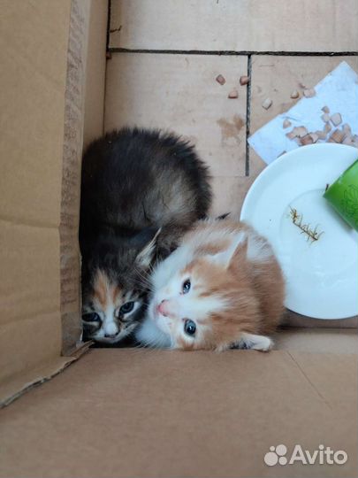 Котята в добрые руки бесплатно