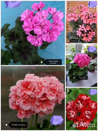 Герань пеларгония