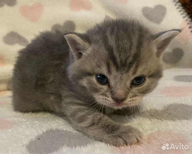 Шотландские котята