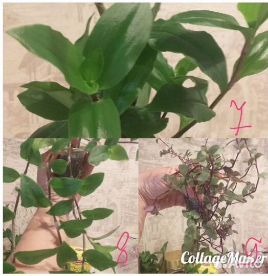 Комнатные растения цветы