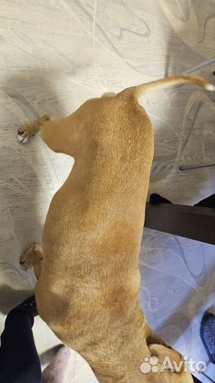 Стаффордширский терьер случка