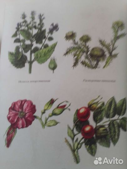 Популярный медицинский справочник