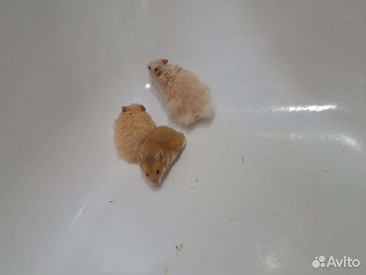 Сирийский хомяк