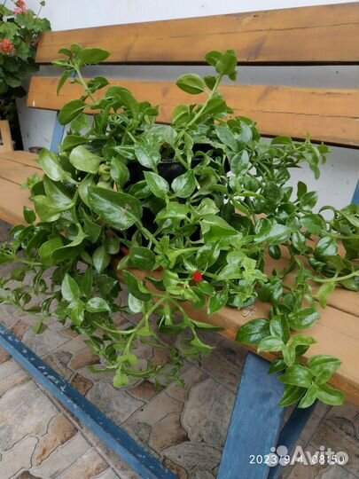 Аптения вариегатная