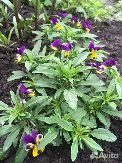 Фиалка трехцветная