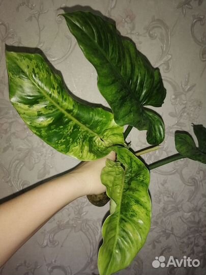 Филодендрон Пин Тонг, Вайт визард