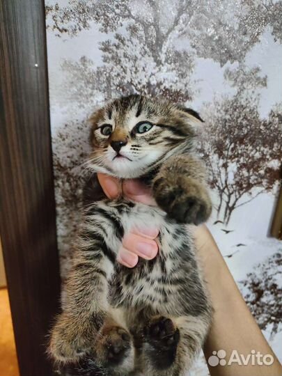 Котята в хорошие руки