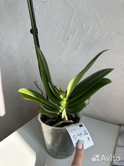 Орхидея фаленопсис Dream diamond