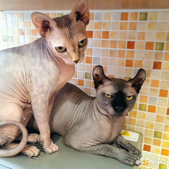 Сфинкс эльф вязка