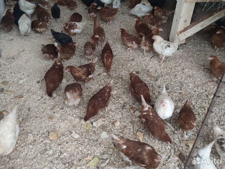 Несушки Доминант. Ломан