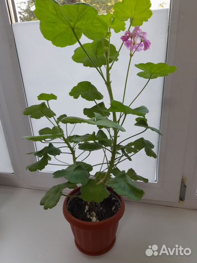 Комнатные цветы