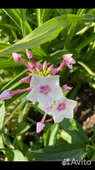 Флоксы. Многолетние садовые растения