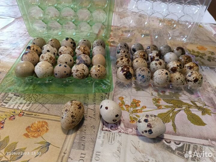 Яйца перепелиные