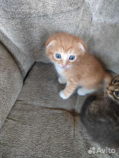 Котята британцы вислоухие