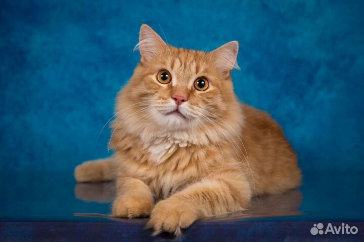 Рыжее солнышко, котик в добрые руки