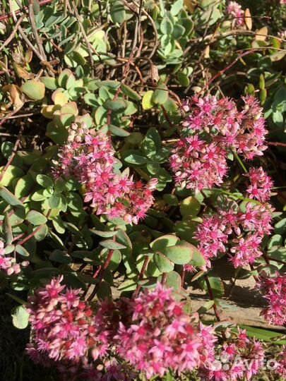 Дачные цветы