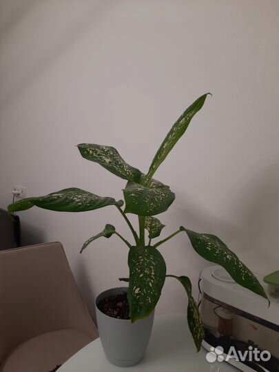 Диффенбахия, растение для интерьера