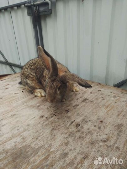 Кролик Самец