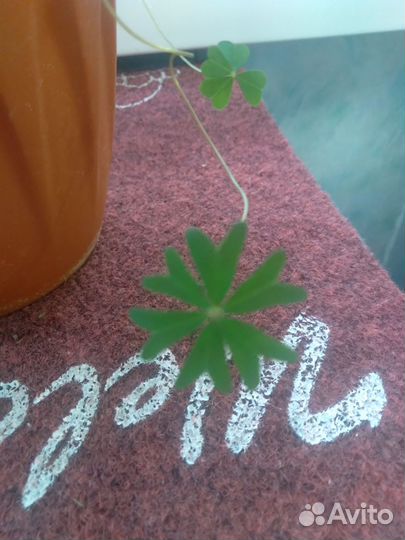 Кислица оксалис