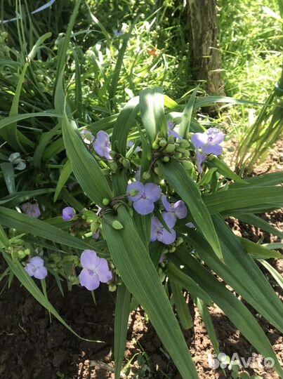 Цветы традесканции садовые многолетники