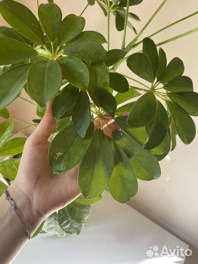 Шефлера, комнатное растение