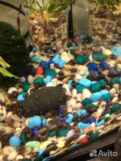 Аквариумные улитки