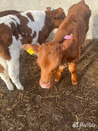 Отборные телята бычки быстрая доставка