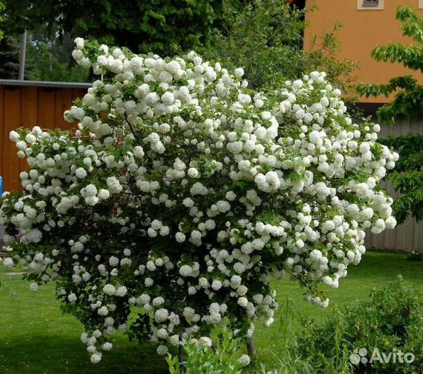 Калина Бульденеж