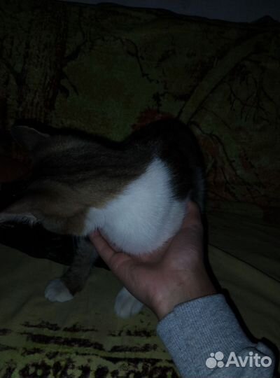 Кошка в дар