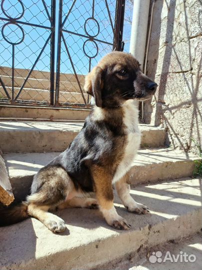 Стерилизованая девочка щенок