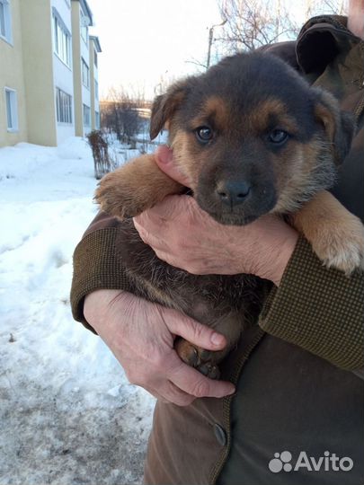 Щенок мальчик