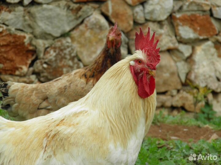 Молодые петухи