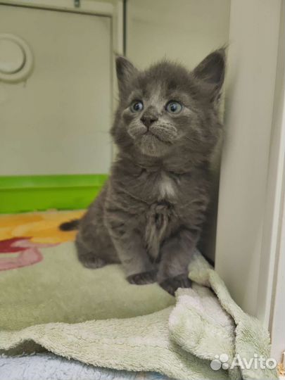 Котенок медвежонок ищет дом