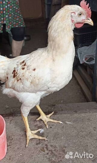 Молодые Петушки