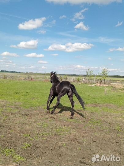 Русские рысаки