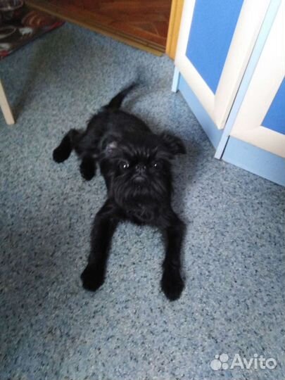 Передержка собак/ Догситтер