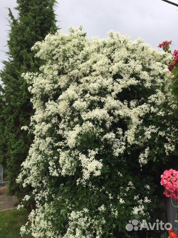 Клематис Снежный ком